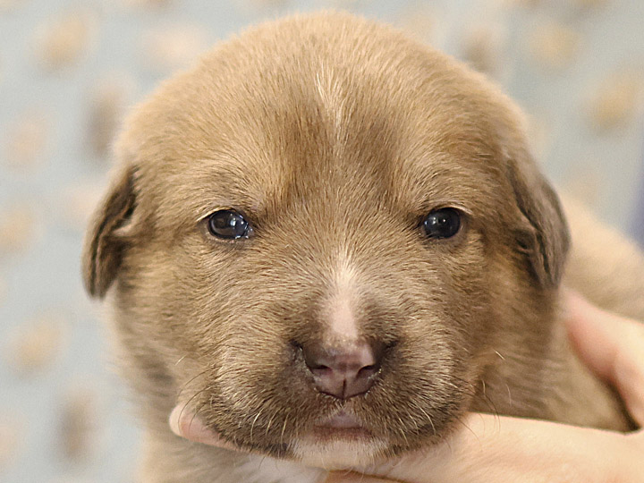 chinook puppy